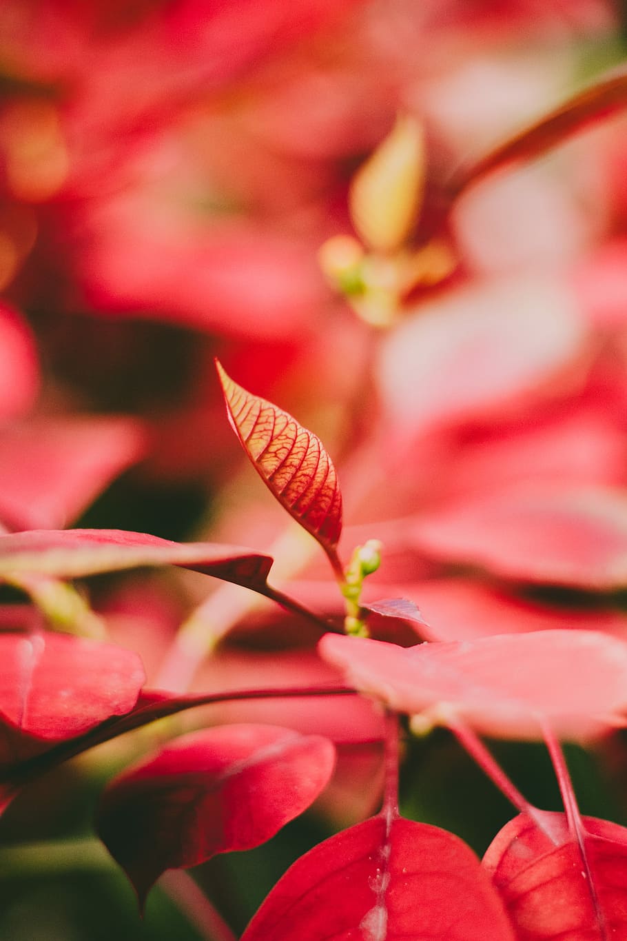red leaf plant, selective focus photography of red leavs, leafe HD wallpaper