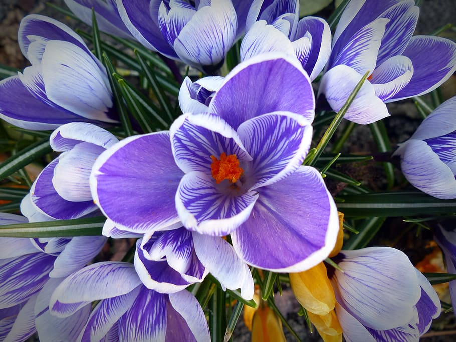 Crocus, Flower, Spring, Nature, Purple, purple flower, blossom HD wallpaper