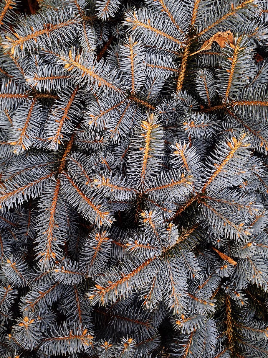 fill the frame photograph of grey pine tree leaves, white and orange decor in closeup photography HD wallpaper