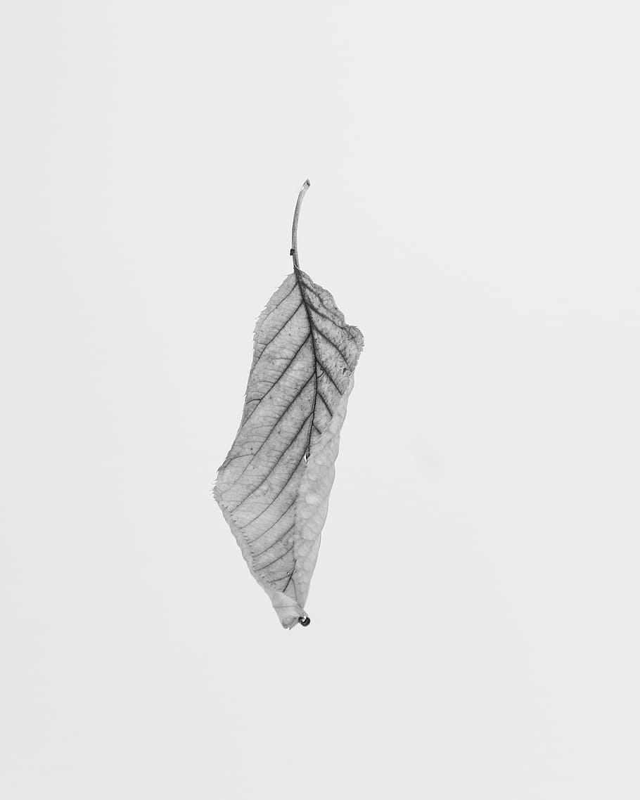 grayscale of leaf, closeup photo of gray leaf with white background HD wallpaper