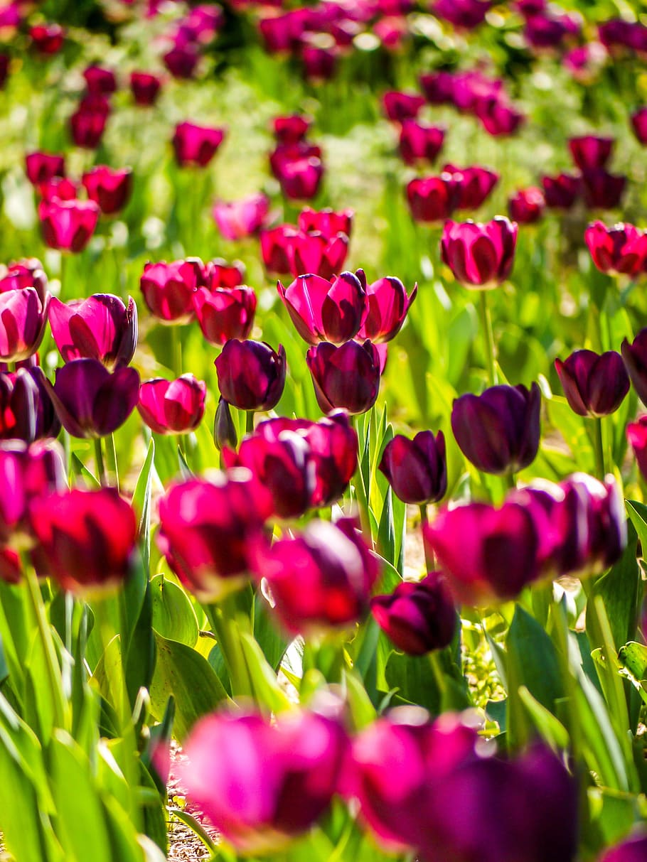 tulips, flowers, spring, garden, nature, field, flowering plant HD wallpaper