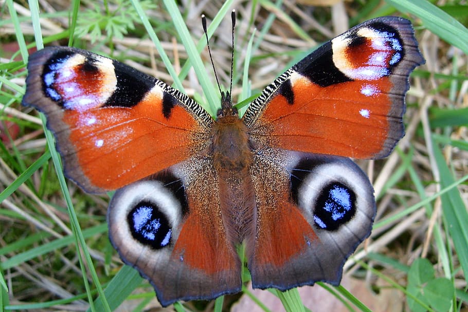 orange and gray moth, butterfly, nature, insect, macro, invertebrate HD wallpaper