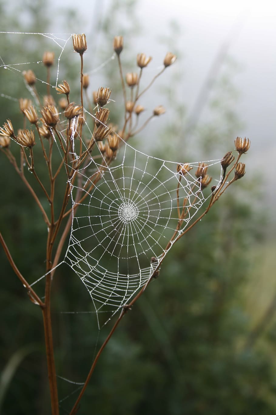 spider, web, grass, morning, dew, insect, outdoors, spider web HD wallpaper