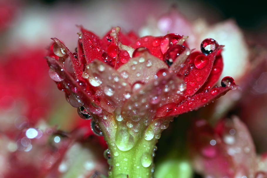 rosa, drops, flower, raspberry, red, water, shine, macro, closeup HD wallpaper