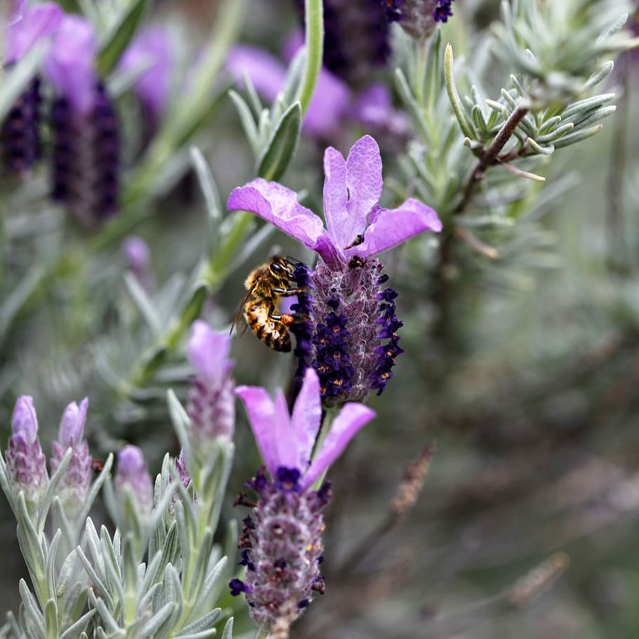 Bumble Bee, Flowers, Lavender, Spring, nature, honey, garden HD wallpaper