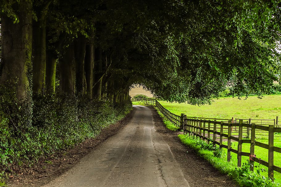 concrete road below green trees beside brown wooden fence, path HD wallpaper