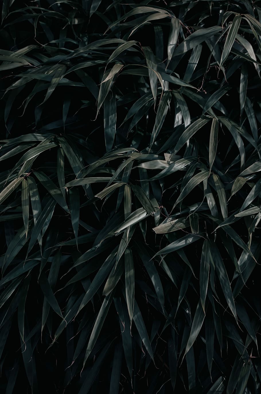 green plant leaves, green leaves, bamboo, tree, bush, full frame HD wallpaper