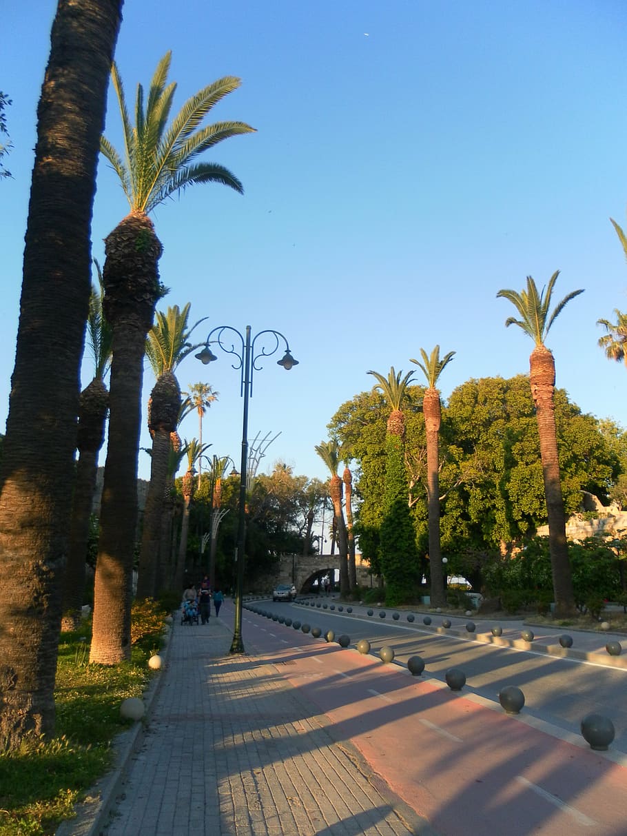kos, old town, greece, plant, tree, sky, palm tree, tropical climate HD wallpaper