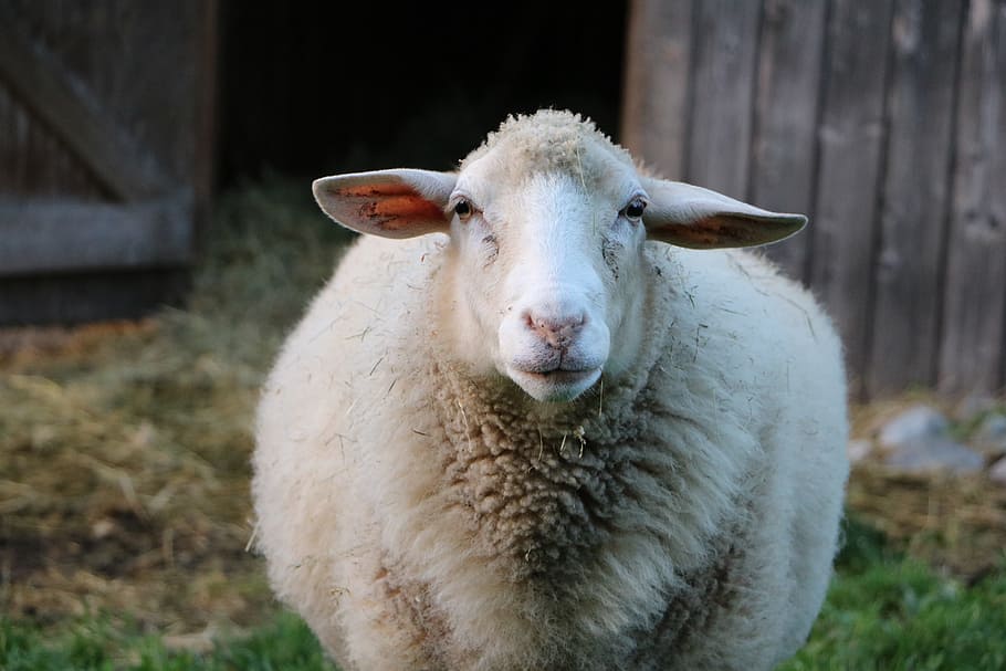 closeup photo of white sheep, Pasture, Stall, livestock, domestic animals HD wallpaper