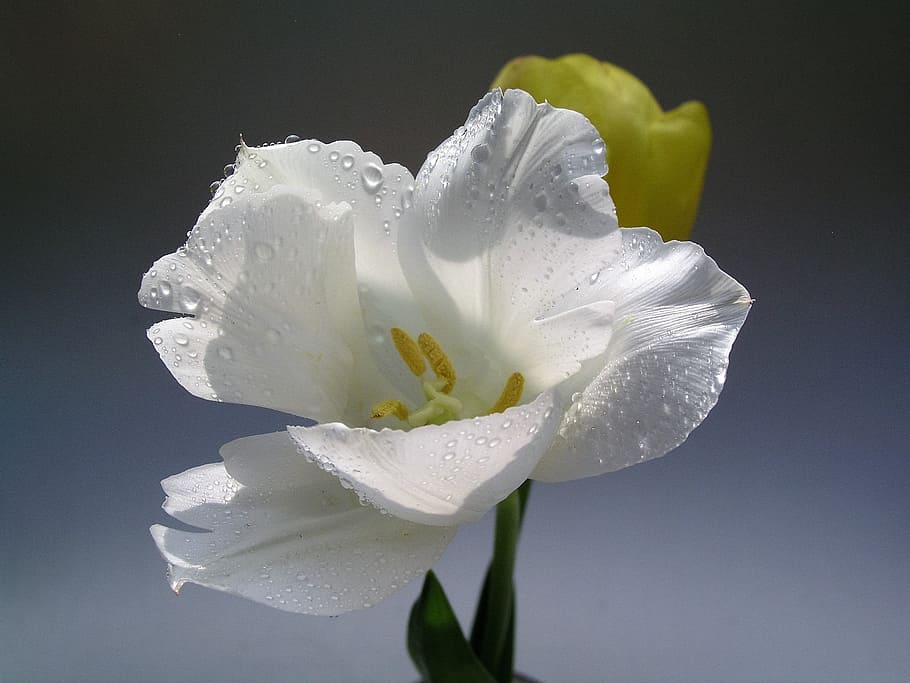 tulips, flower, bloom, flowering plant, beauty in nature, petal HD wallpaper
