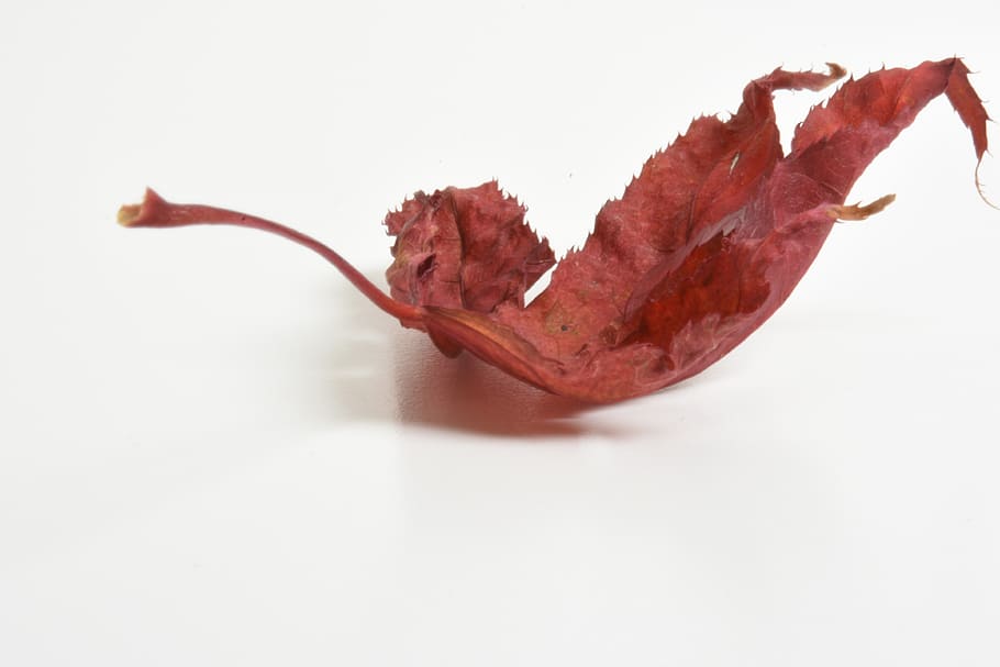 leaves, macro, nature, leaf, tree, close up, texture, red, color HD wallpaper