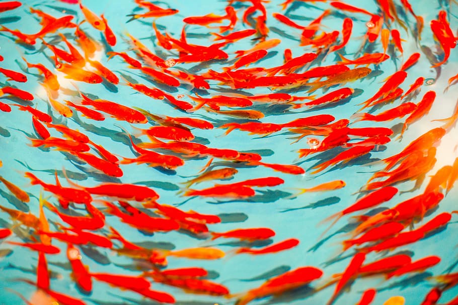 school of orange fish, school of orange goldfish, red, blue, pattern HD wallpaper