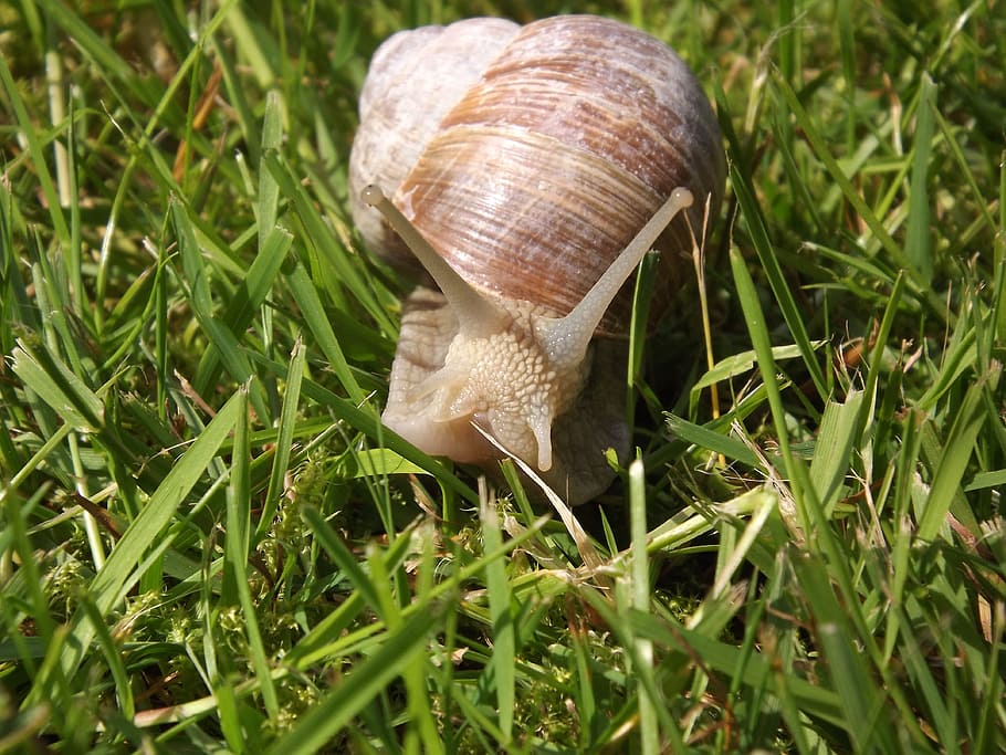 snail, mollusk, shell, grass, animal, animal wildlife, invertebrate HD wallpaper