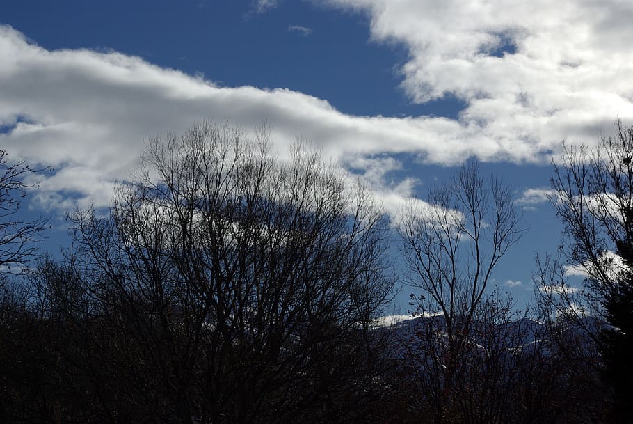 sky, tree, cloud, winter, nature, blue, landscape, field, cloud - sky HD wallpaper