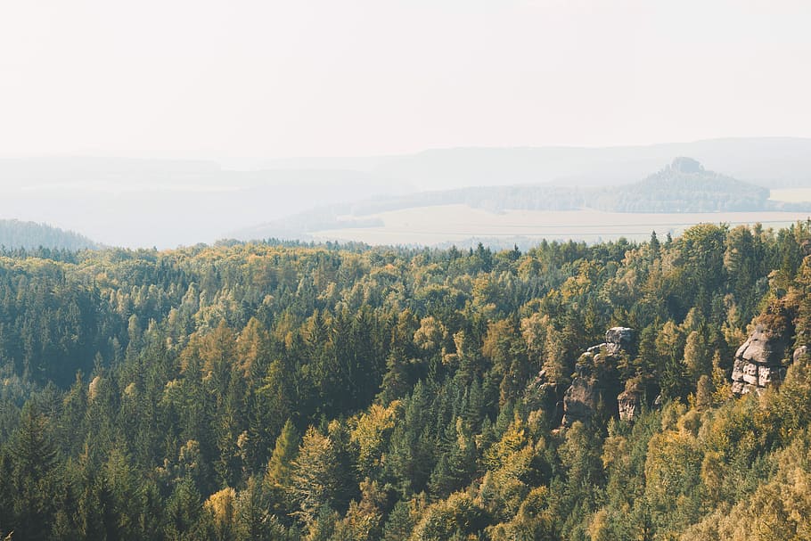 bird's-eye of view trees, scenery of forest trees, hill, outdoor HD wallpaper