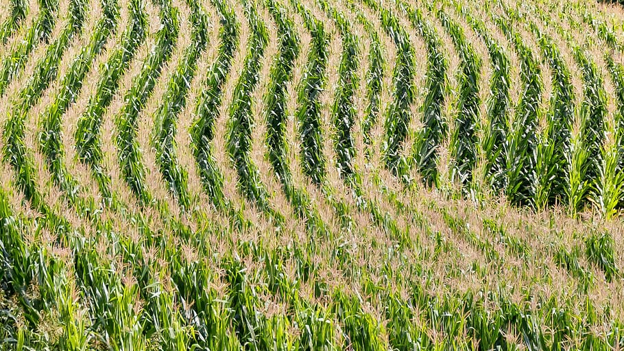 rice yield, field, agriculture, corn, cornfield, lines, arches HD wallpaper