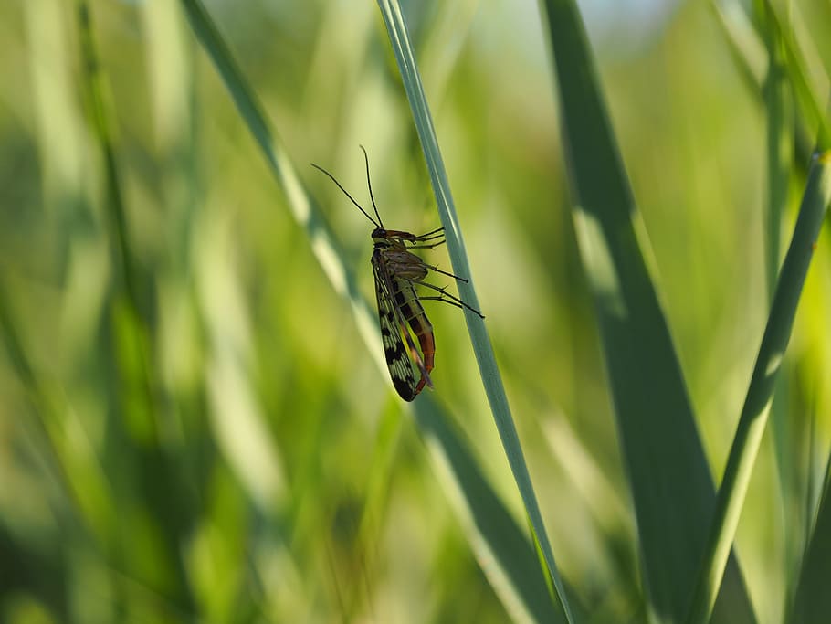 fly, insect, grasshopper, grille, close, nature, leaf, macro HD wallpaper