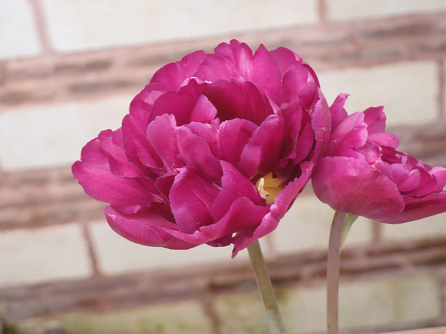 flower, pink, flowering plant, pink color, beauty in nature HD wallpaper