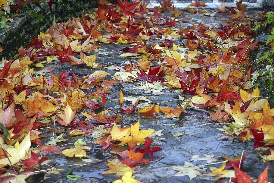 fall, leaves, color, autumn, change, plant part, leaf, nature HD wallpaper