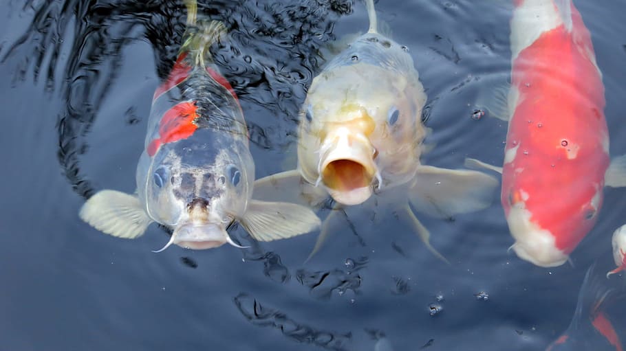 three koi fish, Koi, Koi, Koi Carp, Fish, Pond, Water, swim HD wallpaper