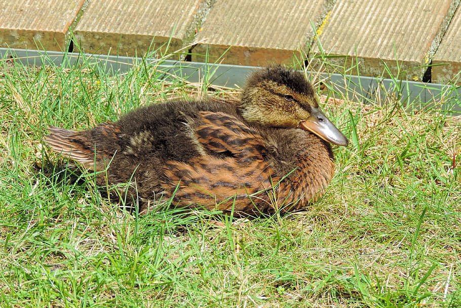 ducklings, feather, bill, cute, small, young, grass, animal themes HD wallpaper