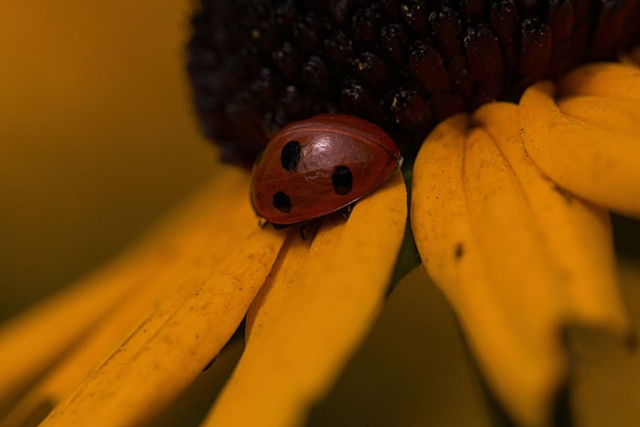 ladybug, flower, nature, insect, flora, colorful, macro, botanic HD wallpaper