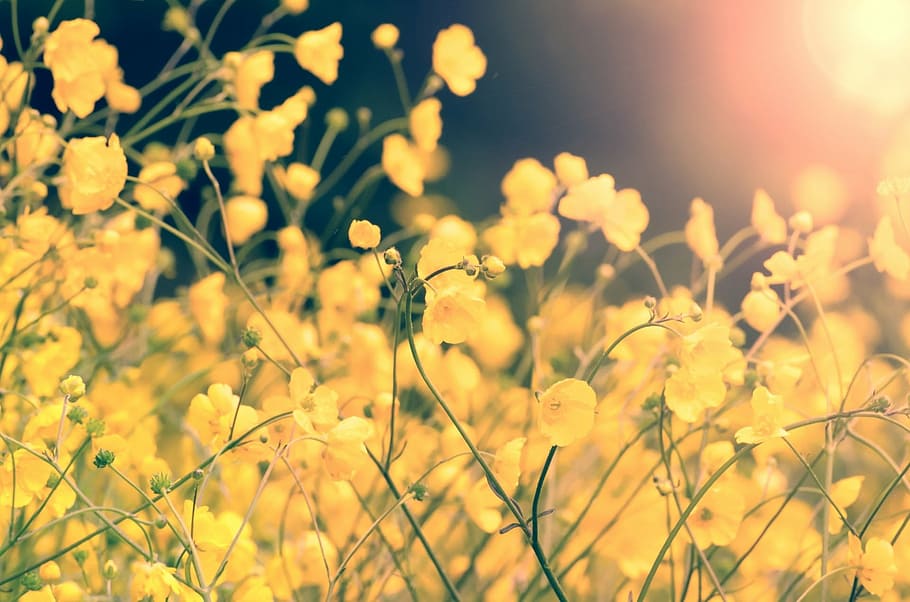 yellow petaled flower field during daytime, summer, spring HD wallpaper
