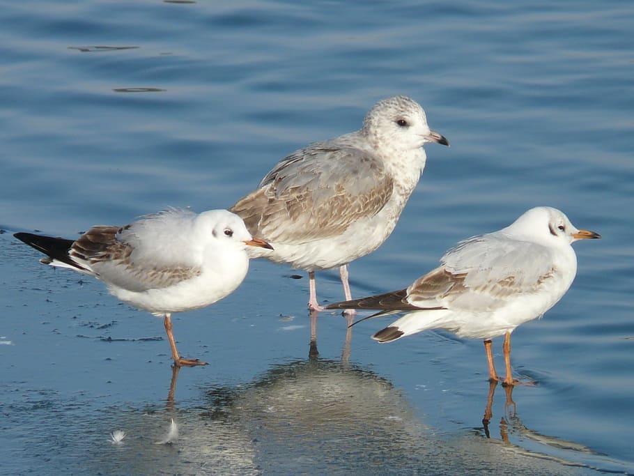 Gulls, Bird, Animal, Creature, Cold, stand, one, ice, winter HD wallpaper