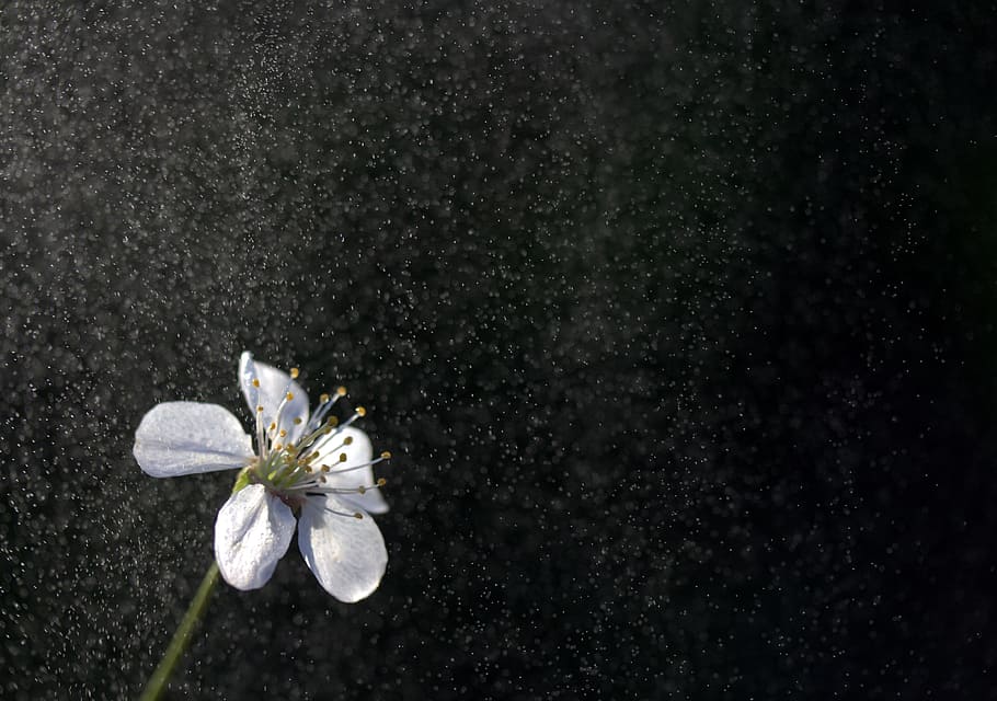 Flower, White, Rain, Light, nature, plant, close-up, macro HD wallpaper