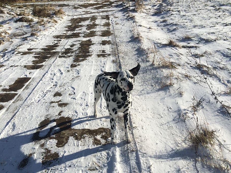 dog, winter, dalmatian, path, snow, nature, walk, ears, dog ears HD wallpaper