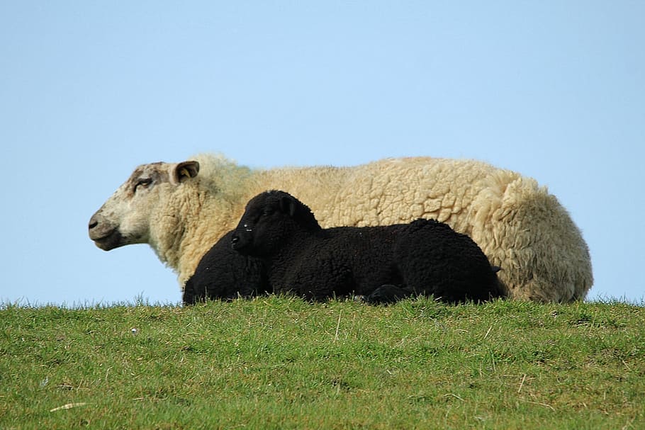 sheep, lamb, black and white, cheerful, happy, cute, domestic sheep, HD wallpaper