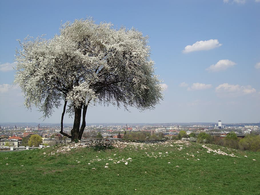 Tree, Nature, Spring, White, White, Beauty, flower, blossom HD wallpaper
