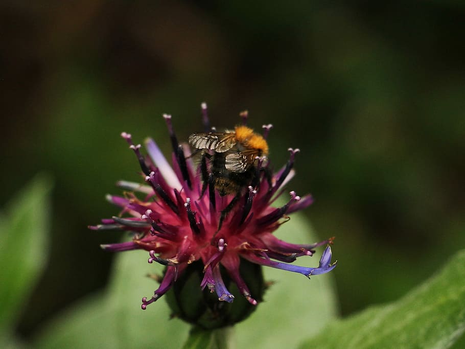 Cornflower, Hummel, Sprinkle, pollination, pollen, blossom HD wallpaper
