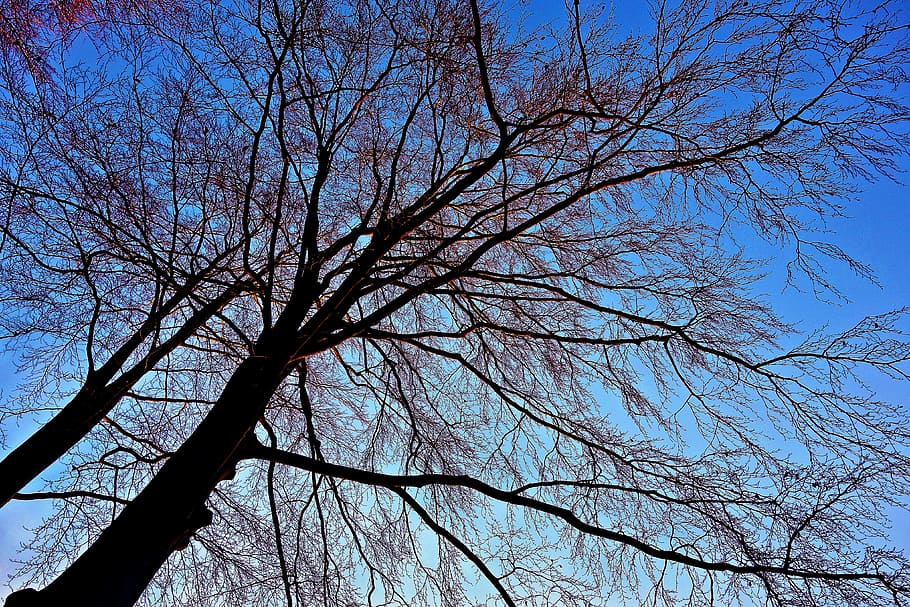 tree, tree top, winter tree, branch, bare branch, skeletal HD wallpaper
