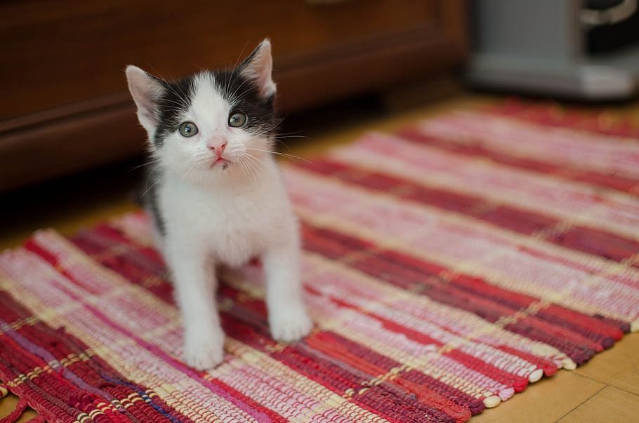 cat, kitty, little kitty, charming, toddler, domestic cat, pets HD wallpaper
