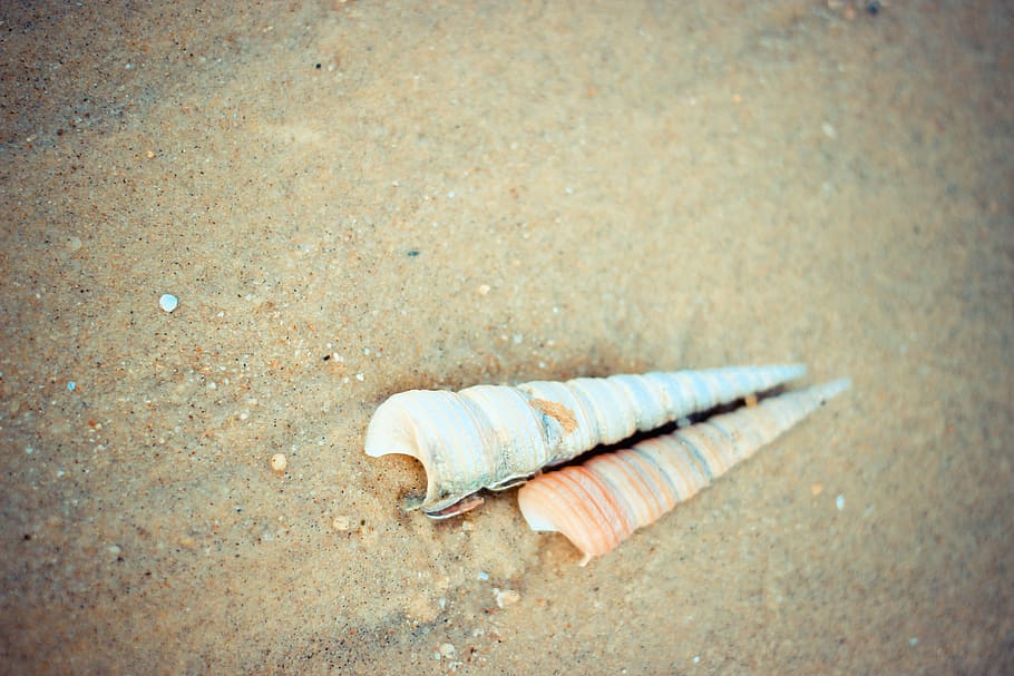 snail, beach, close-up, land, no people, sand, day, vignette HD wallpaper