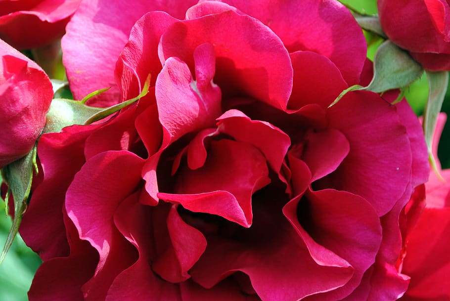 Petals, Red Rose, nature, flower, rose - Flower, plant, close-up HD wallpaper