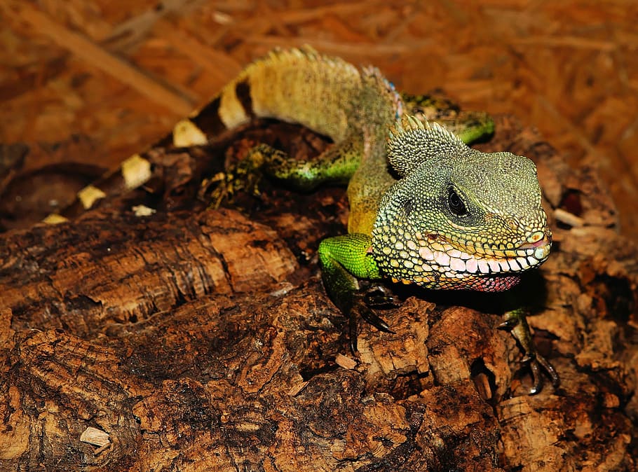lizard, reptile, scale, terrarium, urtier, dry, hot, animal themes HD wallpaper