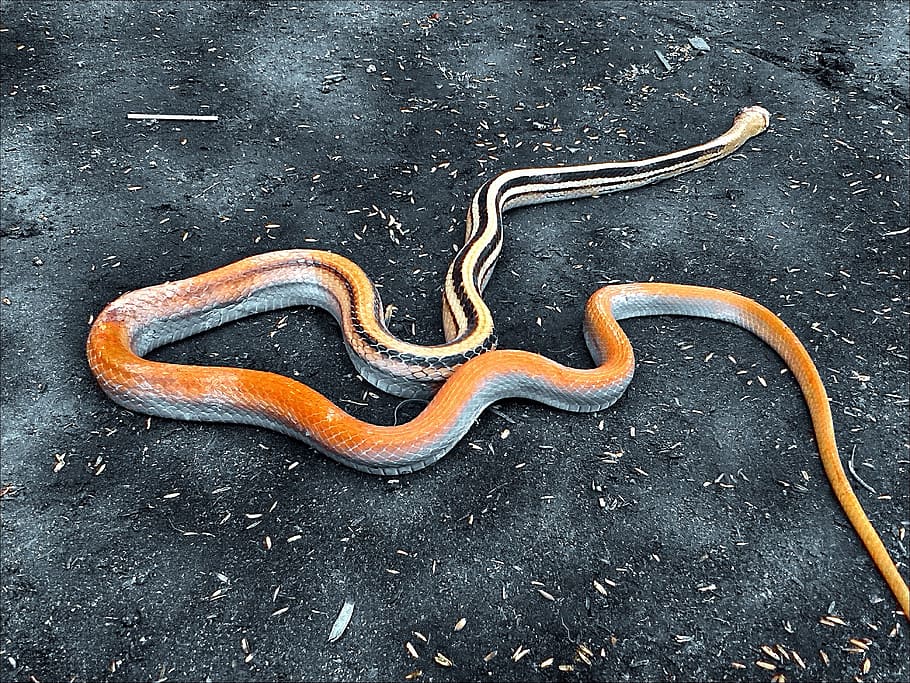 snake, serpent, animal, orange, dangerous, poisonous, reptile HD wallpaper
