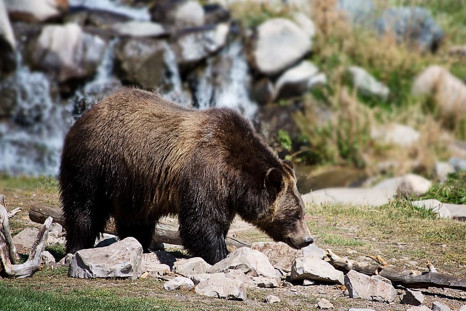 bear standing on rocky road, grizzly bear, animal, nature, wildlife