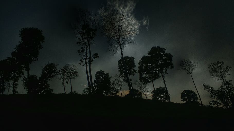 fog, mist, nature, night, silhouette, sky, trees, plant, forest HD wallpaper