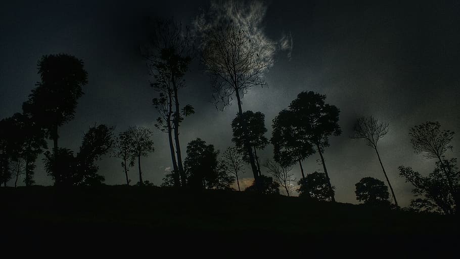 silhouette trees, silhouette of trees, nighttime, dark, cloud HD wallpaper