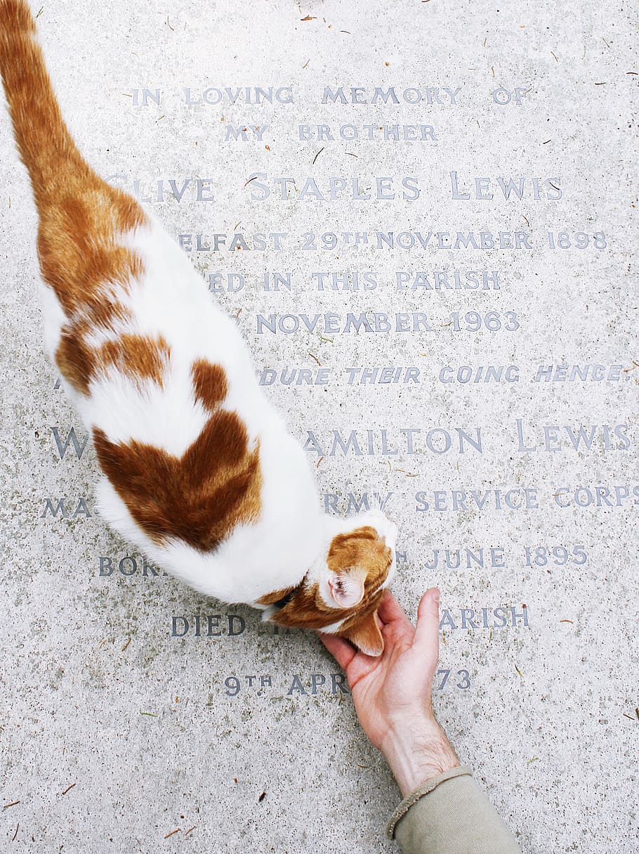 gravestone, marble, letters, hand, cat, animal, pet, one animal HD wallpaper