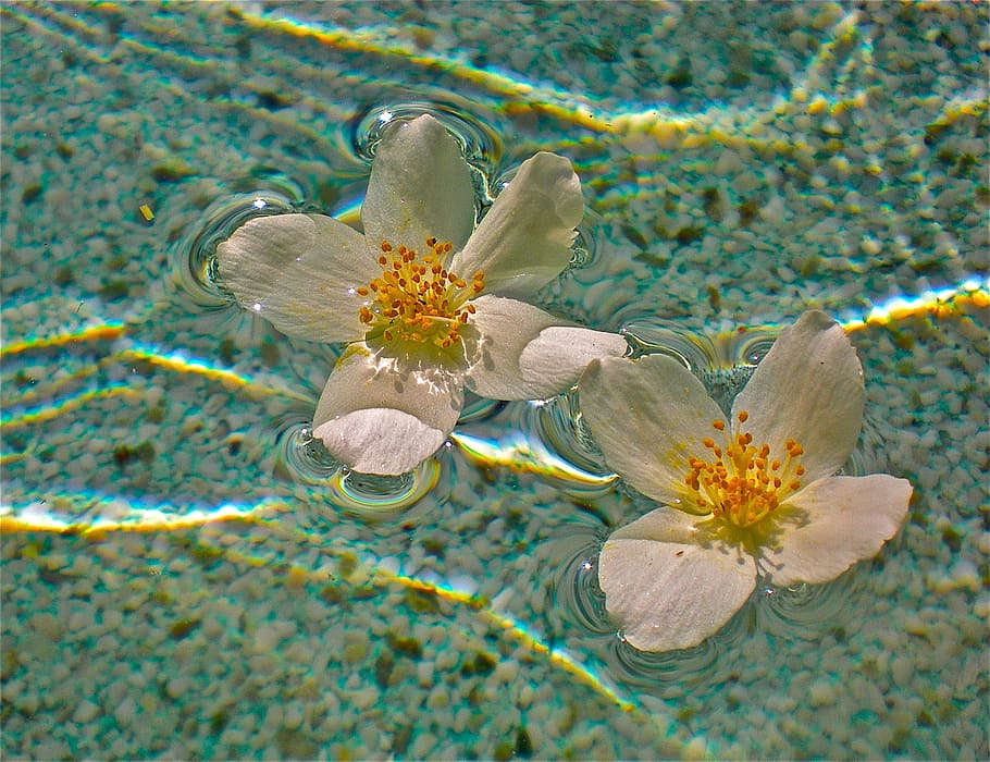 flowers, white, pool, dancing flora, water, nature, flowering plant HD wallpaper