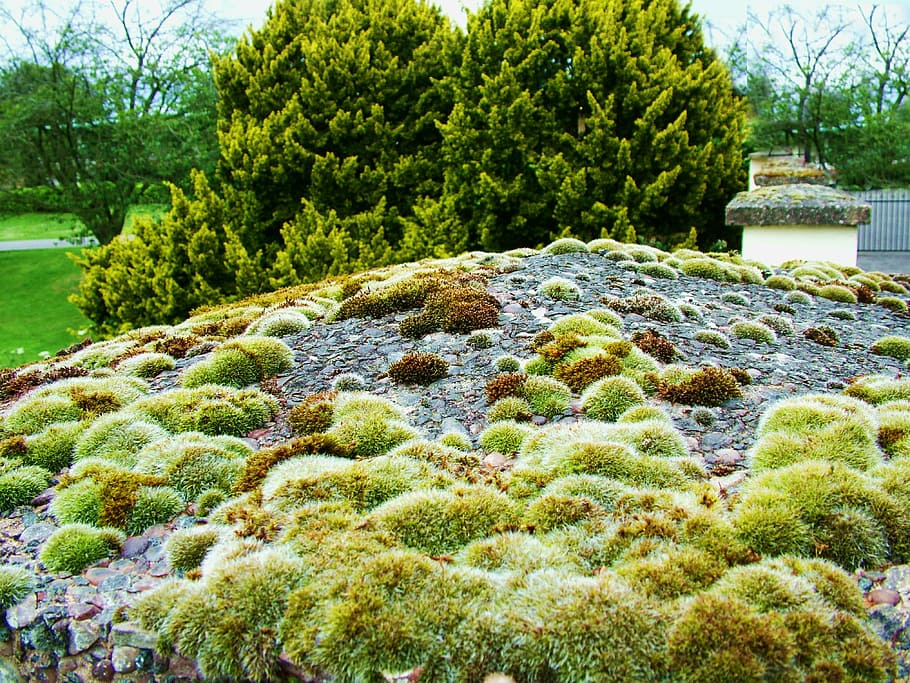 moss, algae, green, growth, nature, texture, surface, green backgrounds HD wallpaper