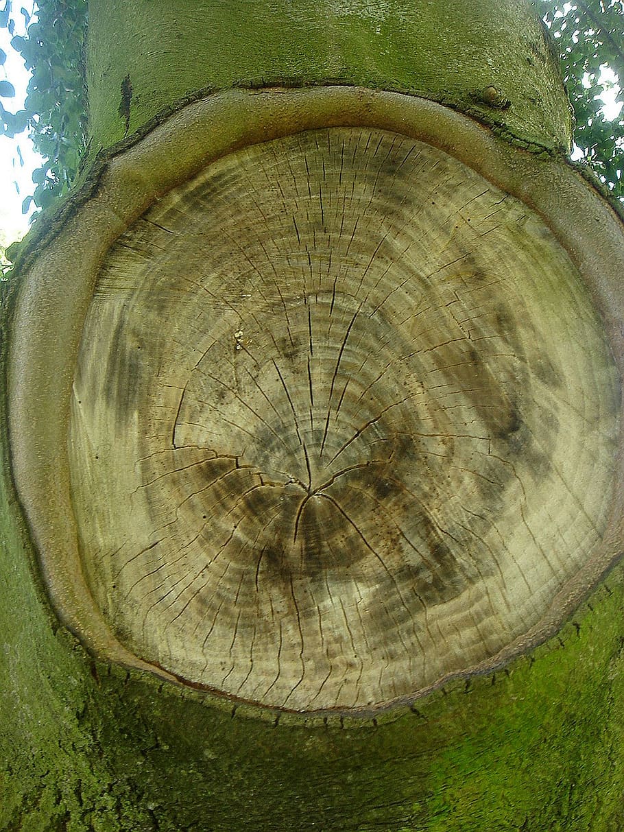 tree, circle, loss, branch, missing, rings, bark, close-up HD wallpaper