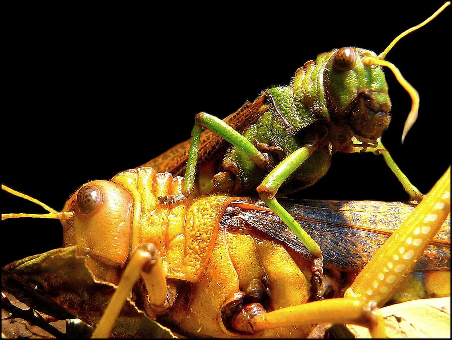 grasshoppers, insect, close, viridissima, macro, green, nature HD wallpaper