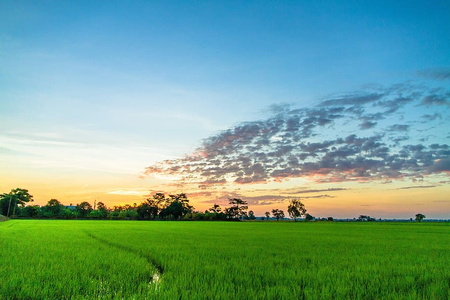 green field with trees background, Rice, Field, Mead, Drops, Water, HD wallpaper