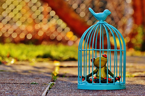 frog in blue birdcage, imprisoned, sad, figure, funny, cute HD wallpaper