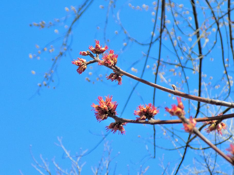 nature, tree, season, blue sky, plant, branch, beauty in nature HD wallpaper